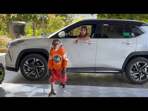 Abu obediently stayed home so mom could go help orphan dogs