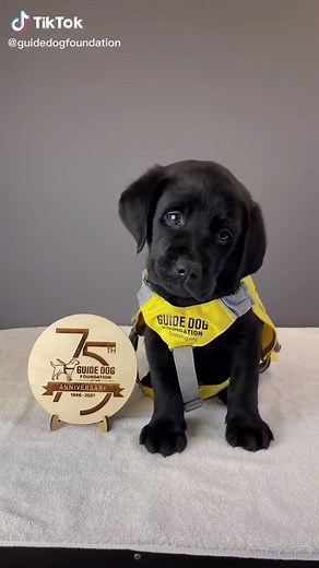 Guide Dog Foundation on TikTok