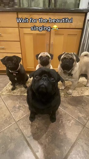 Pug Jumping Fail - Hilarious Dog Moment!