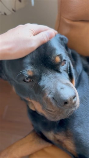 今日のウチのワン子 2026年3月23日