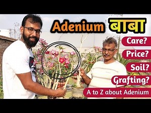 Adenium Plants Care | Adenium Growing Tips / Cutting, Pruning Diseases & Seeds By SS Bhatotia