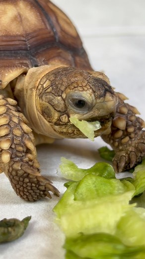 23K views · 1.5K reactions |  #fblifestyle | Leaf and Twig - Tortoise Twins | Facebook