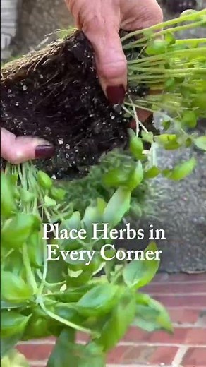 Here’s how to grow garden fresh herbs year round, even inside in the winter🥶#garden #herbgarden