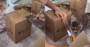 Watch: Clever cat cuts adhesive tape with its teeth, helping woman to pack a box