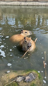 Move over water rats, we're all about these aquatic rodents 🌊🐁 | Sydney Zoo