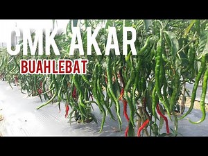 CMK lokal akar (part10) yang buahnya lebat