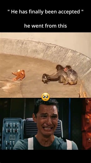 Finally🥹 / #animals #different_pablo #fyp #shorts #viralvideo #shortvideo #trollface #punch #monkey