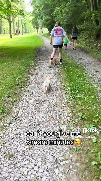 Reminiscing on My Growing Lab Puppy