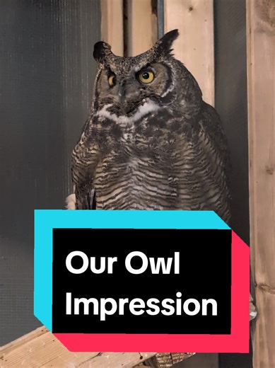 Sophie the Great Horned Owl Impresses Everyone