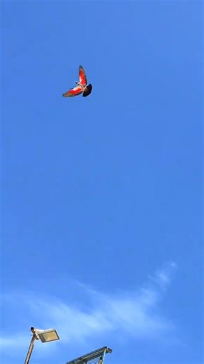 Beutiful High flyer pigeon flying