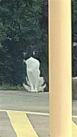 I found postman Pat's cat but where is postman Pat