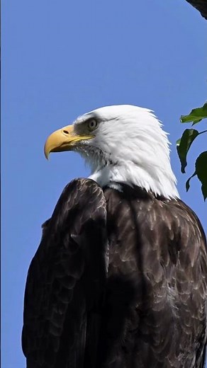 Why the Bald Eagle Became America’s Symbol 🇺🇸🦅 #shorts