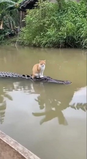 Cat Rides Crocodile Like A Boat In Thailand!