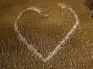 WATCH: A man creates a beautiful video of 'sheep art' for his late aunty