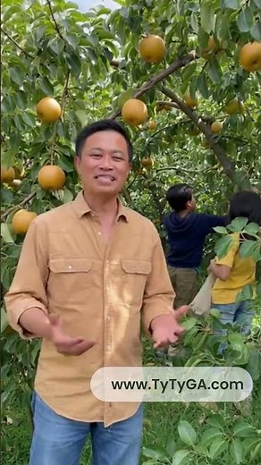 Grow Asian Pear Trees 🍐 | Crisp Backyard Fruit from Ty Ty Nursery