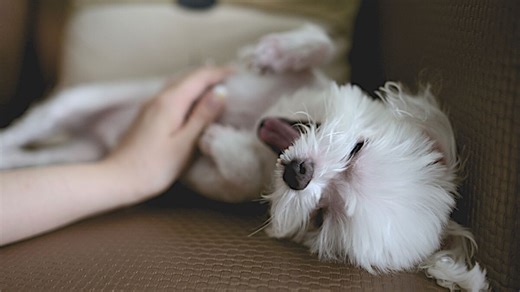 Do dogs really want belly rubs when they lie on their backs? Here's what a dog behaviourist says