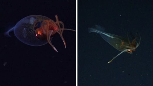 Colossal squid caught on camera for the first time