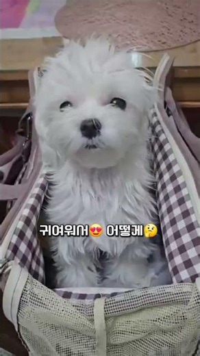 귀여워서 어떡해 진짜… 🐶💘 (심장주의) Too cute… #말티즈 #강아지 #귀여운강아지 #maltese #dog #shorts #솜사탕말티코코
