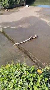 Fish without water