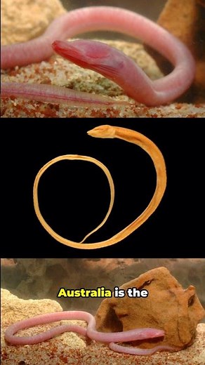 The Fish That Gave Up Seeing #evolution #nature #shorts