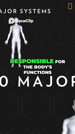 Human Body Systems Explained A Quick Guide!