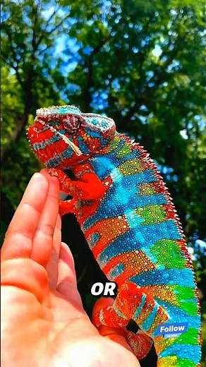 : The Truth About Chameleons Will Shock You! 🦎😱|#AnimalFacts#Chameleon#ChameleonFacts