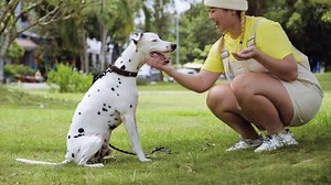 Free stock video - Woman training a dog