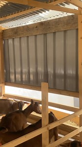 u adkaysiga kuleelka, abaaraha, daruufaha adag, iyo tarankooda oo badan farqigaas ayay xoolaha kale dheeryihiiiiin | Duunyo Veterinary Service