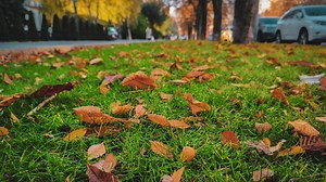 Homeowner Shares Brilliant Hack That Makes Raking Leaves A Breeze: 'Life Changing' - Hunker