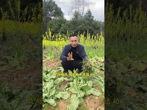 Top 5 Celestial Doctors: Ancient Wisdom for Modern Health HealthScience Wellness Medicine