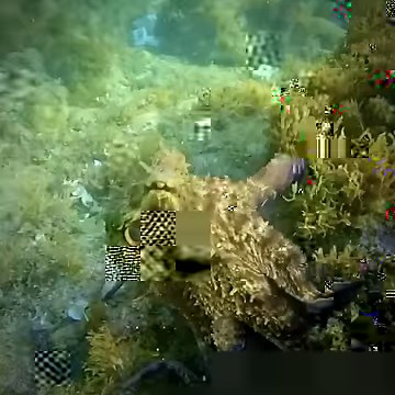 Watch this Octopus transform from smooth to spiky! 🤓 Papillae (pah-pill-ee) are sections of octopus skin that can flex in order to change their texture 3-dimensionally! 🎥 Watch Sydney Gelle’s video closely to spot the change! It’s like magic! ✨ 📖 Papillae are biological structures consisting of an extensive network of muscles with NO skeletal support! (Because who needs pesky bones) ⚠️Matching the texture of various things along the ocean floor is important for visual blending— especially for