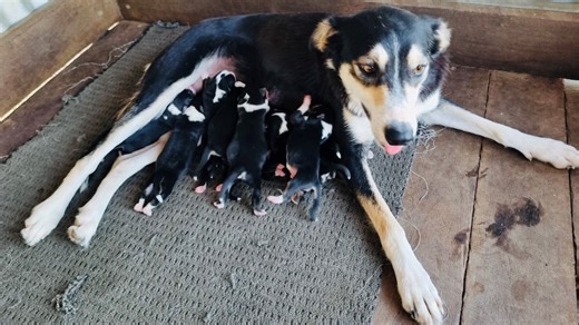 Australia's most expensive muster dog gives birth to litter of nine