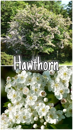 The hawthorn tree 🌳 Wild Edible & Medicinal Trees #hawthorn #hawthorntree #trees #treeblossoms #medicinaltrees #healingherbs #history #wildfood #foraging #natutreheals #NaturesGift #knowledgeispower #foragingtiktok #knowledgetoforage #homeiswhereourheartis | Home is where our heart is