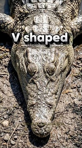 Difference Between Alligators And Crocodiles?