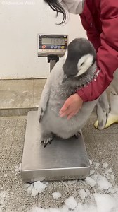 So Sweet ❤️❤️ #animal #cute #cutepuppylovers #cutepetshow #pet #cutepets | Feelings