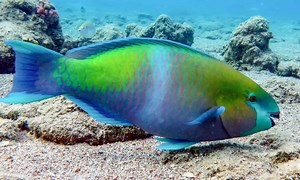 Parrotfish: Vibrant Guardians of Coral Reefs, Beach Builders, and Ecological Marvels