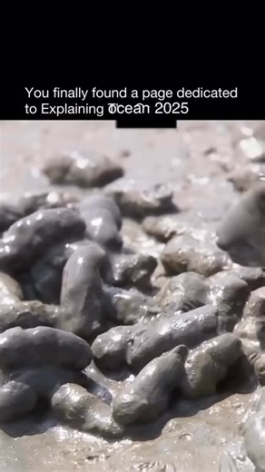 Explaining Ocean on Instagram: "Mudskippers aren’t your average fish - they can walk on land. These amphibious fish live in mangrove swamps and mudflats, using their strong pectoral fins to hop, climb, and even “skip” across the mud. Unlike most fish, mudskippers can breathe through their skin and the lining of their mouth and throat, as long as they stay moist. They spend much of their time out of water, feeding on algae, insects, and small crustaceans while defending their burrows. Mudskippers