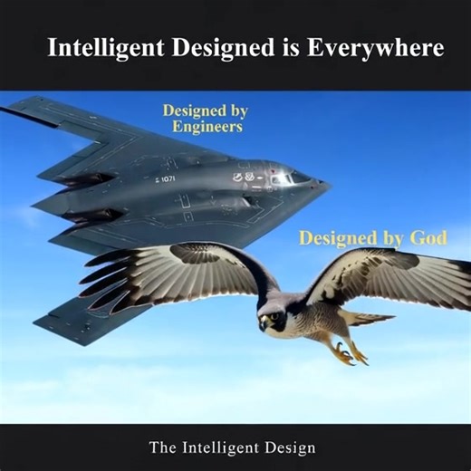 Creation of God is everywhere. | The Intelligent Design