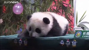 Adorable baby panda Guoqing celebrates 100 days
