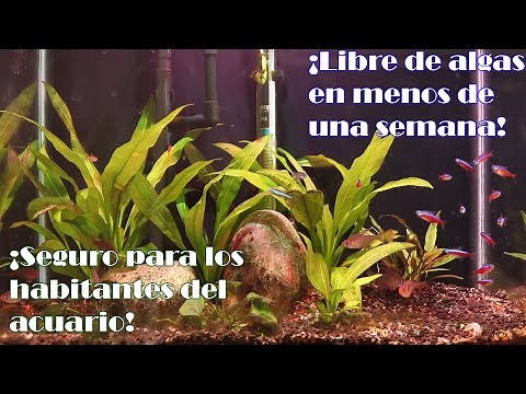Elimina el alga en 3 días | método para quitar algas seguro para peces, plantas e invertebrados