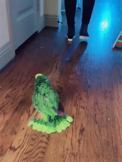 Parrot🦜 : The ultimate mimic master #funny #parrot #parrotsoftiktok #birdsoftiktok #fyp #parrotlover | petfunnytime77