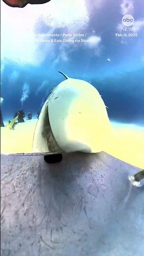 Shark nearly swallows diver's camera