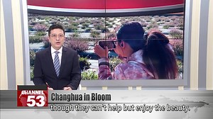 Seas of purple bloom in Changhua in the depths of winter In the middle of December, two large seas of purple flowers have bloomed in Changhua. The unexpected blossoms have opened in Fenyuan Township, and on the Taichung Ring Expressway. The strangely-named “Garlic Vine” sits tucked away behind the expressway, and only blooms for about one week. Locals are flocking over to enjoy its brief budding. Meanwhile, Chinese mesona are blooming in Fenyuan, quite out of season. Local residents are puzzled 