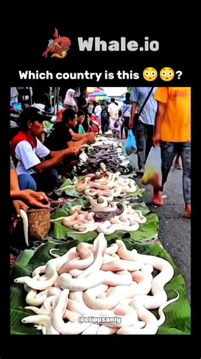 Trend on Instagram: "The video captures a bustling stall at Indonesia's Tomohon Extreme Meat Market in North Sulawesi, showcasing coils of live leucistic pythons—pale variants of reticulated pythons—sold as food for approximately $10 each. These snakes are bred in captivity for local Minahasan cuisine, where exotic meats like python are common and believed to offer health benefits, such as improving vitality, according to regional folklore. Replies from users confirm the location and spark discu