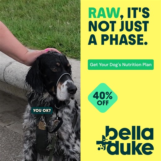 Discover the difference a raw nutritionally complete menu makes to your dog’s life 🥩✅. Get 40% off your first box 📦 | Bella Duke