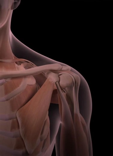 The shoulder joint, primarily the glenohumeral joint, is a highly mobile, synovial ball-and-socket joint connecting the humerus (arm bone) to the scapula (shoulder blade). #fyp #f