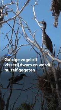 Visserij wil korte metten met deze vogel