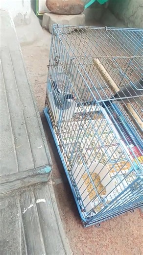 fun with Java finches 🐦🐦‍⬛🐦 #birds #trendy #pets