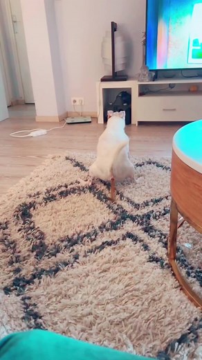 Funny Dog Fails That Will Make You Laugh