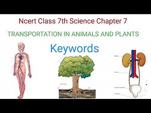 class 7th science chapter 7 keywords | class 7th transportation in animals and plants | ncert